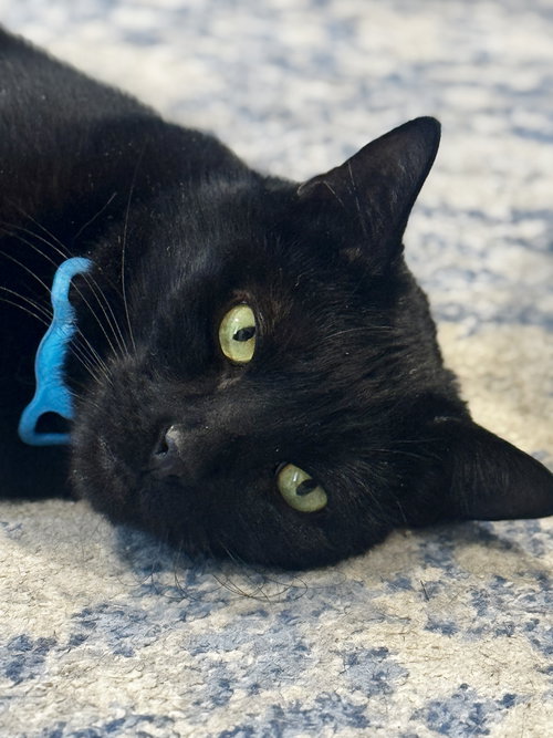 Quincy, Adult Domestic Short Hair (short coat), cat for adoption in Lynn, Massachusetts