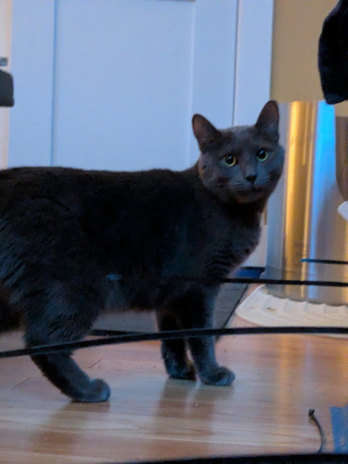 Plaza, an adoptable Domestic Short Hair in Somerville, MA