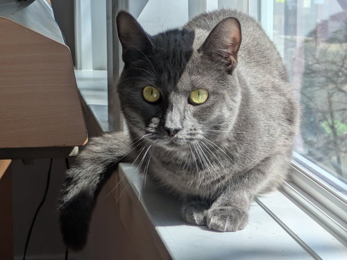 Plaza, Young Domestic Short Hair (short coat), cat for adoption in Beverly, Massachusetts
