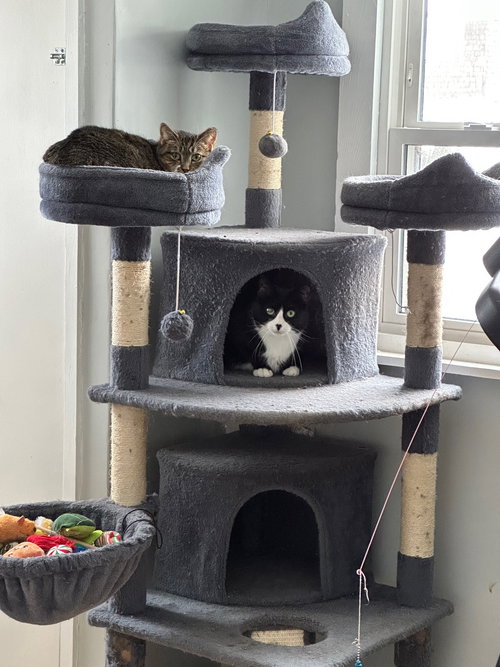Magnolia and Pretzel, an adoptable Domestic Short Hair in Somerville, MA