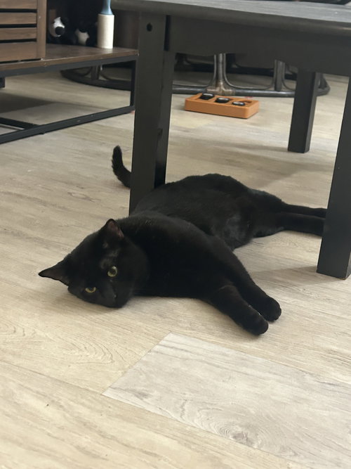 Lancer, an adoptable Domestic Short Hair in Somerville, MA