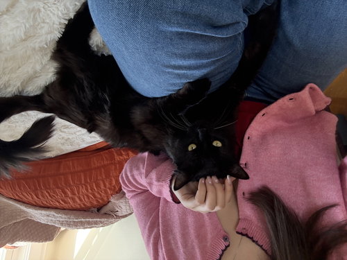 Alaska, an adoptable Domestic Long Hair in Somerville, MA