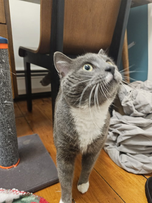 Minnow, an adoptable Domestic Short Hair in Somerville, MA