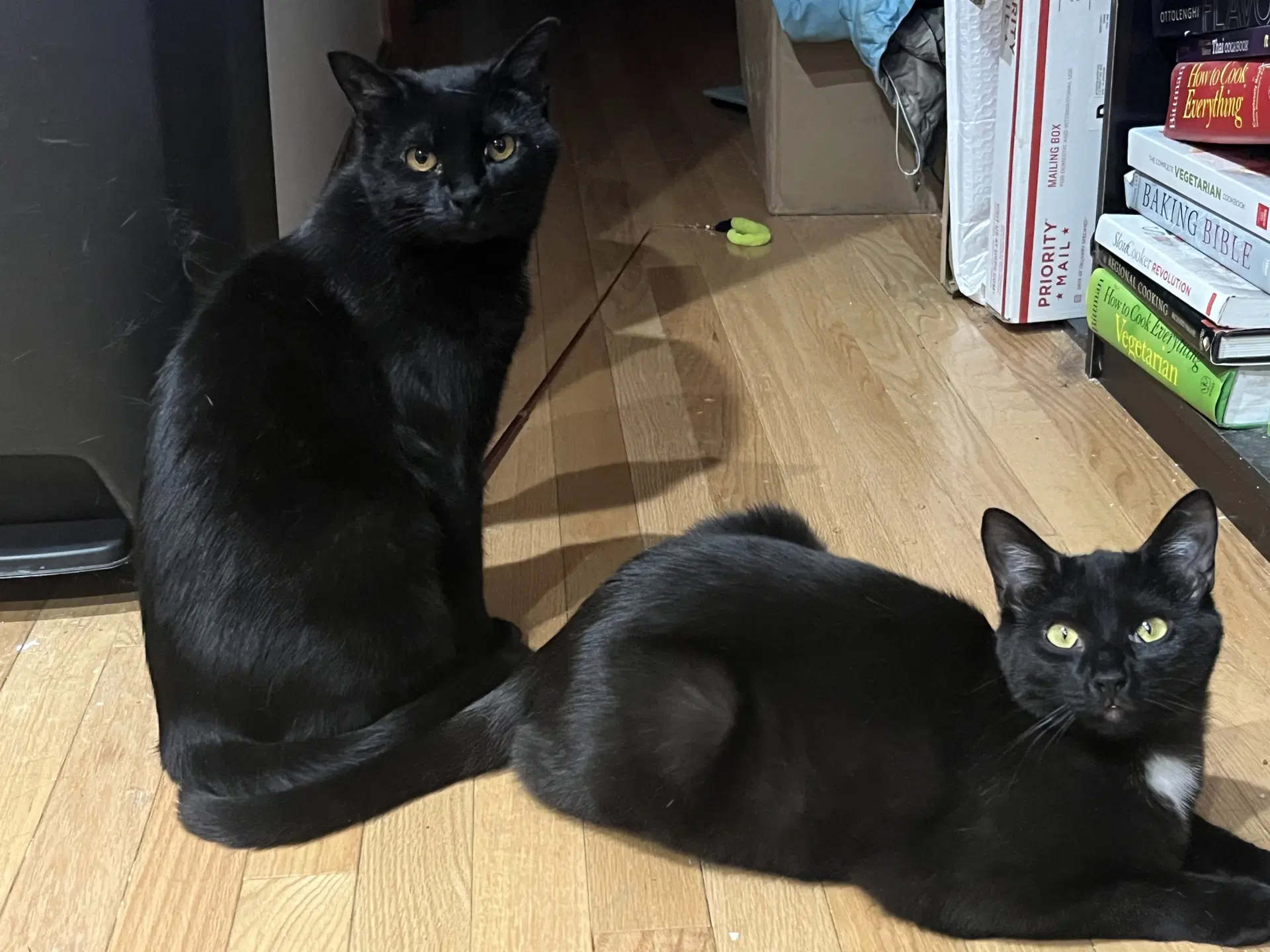 Bari And Gigi - Domestic Short Hair
