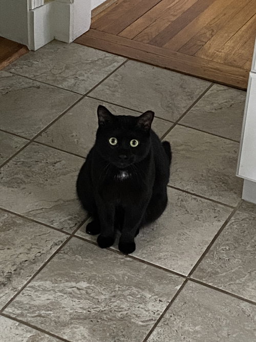 Lagoon, an adoptable Domestic Short Hair in Somerville, MA