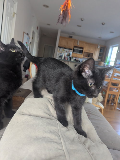Barq and Dr. Pepp, an adoptable Domestic Short Hair in Somerville, MA