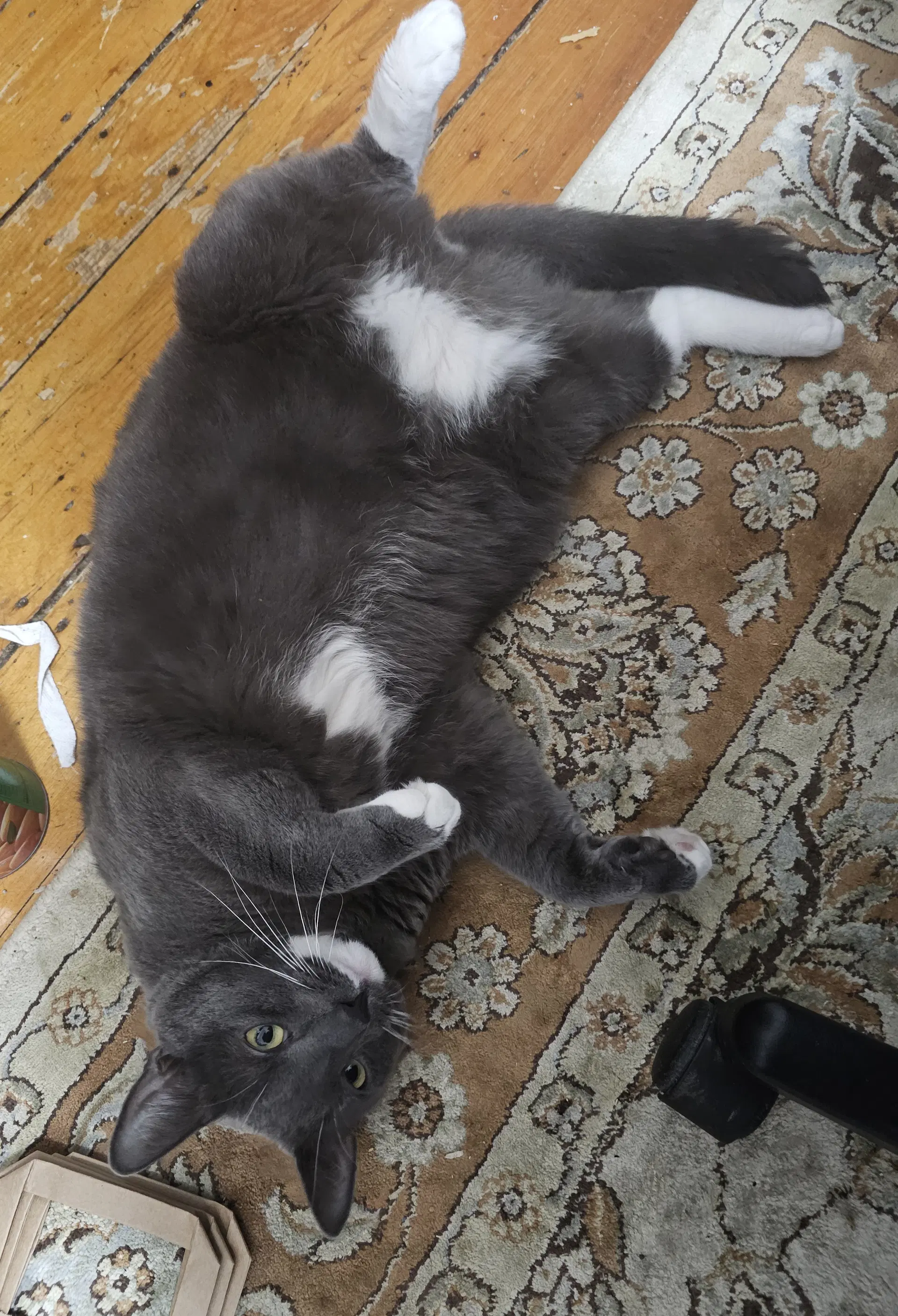 Bruce image 4