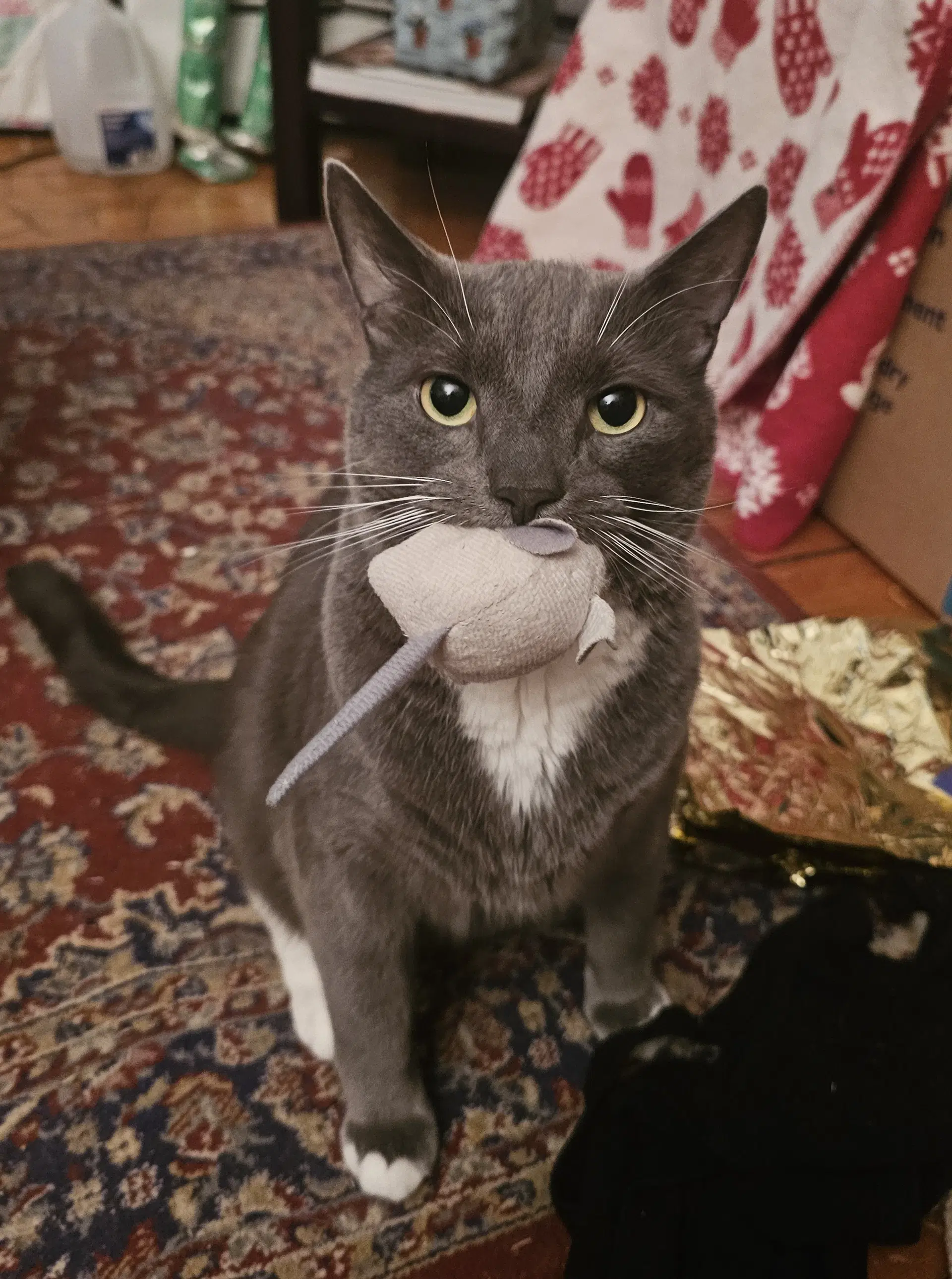 Bruce - Domestic Short Hair