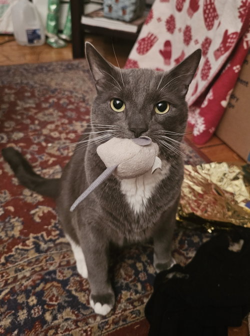 Bruce, Adult Domestic Short Hair (short coat), cat for adoption in Taunton, Massachusetts
