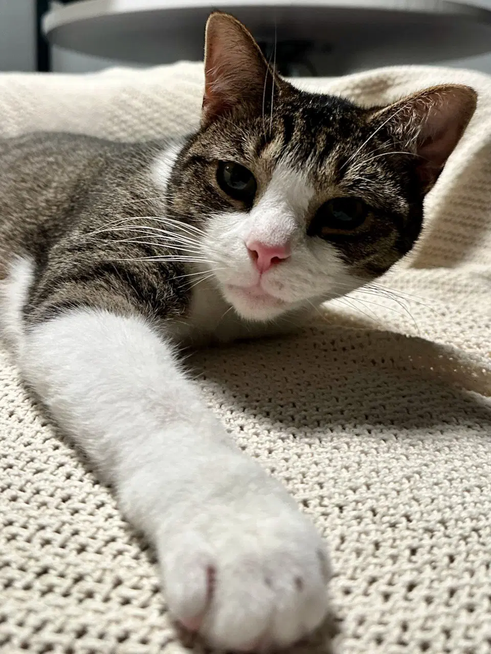 Oppie - Domestic Short Hair