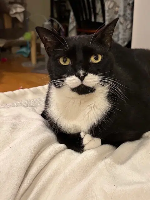 Madeline Patricia - Domestic Short Hair