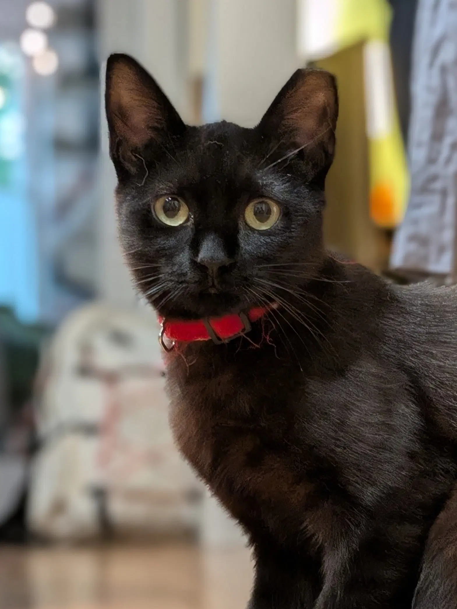 Bean - Domestic Short Hair