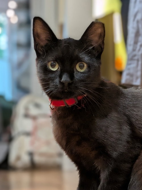 Bean & Momo, a cat for adoption from Black Cat Rescue