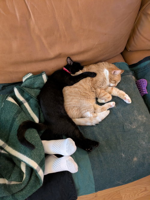 Photo 2 of Bean & Momo
