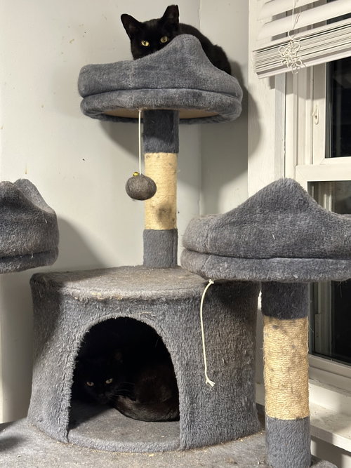 Meenie and Mynie, Domestic Short Hair (short coat)