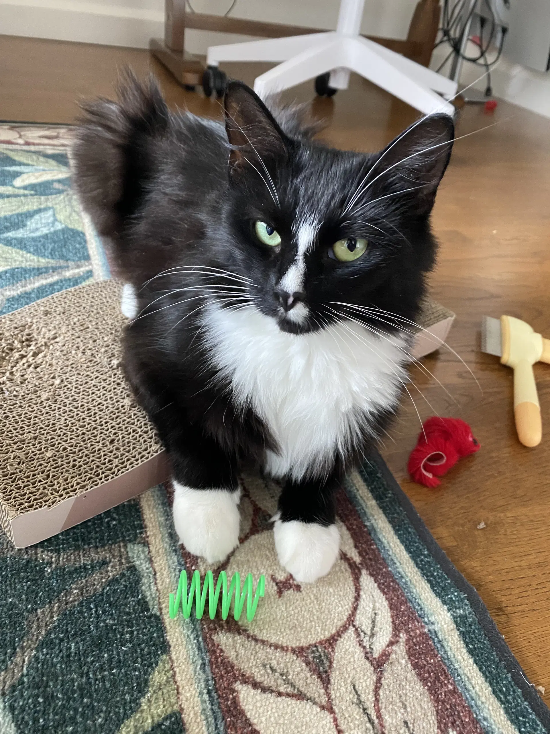 Minka - Domestic Medium Hair
