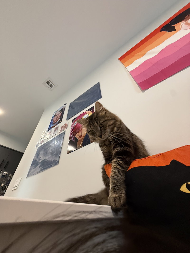 Puck, photo 7