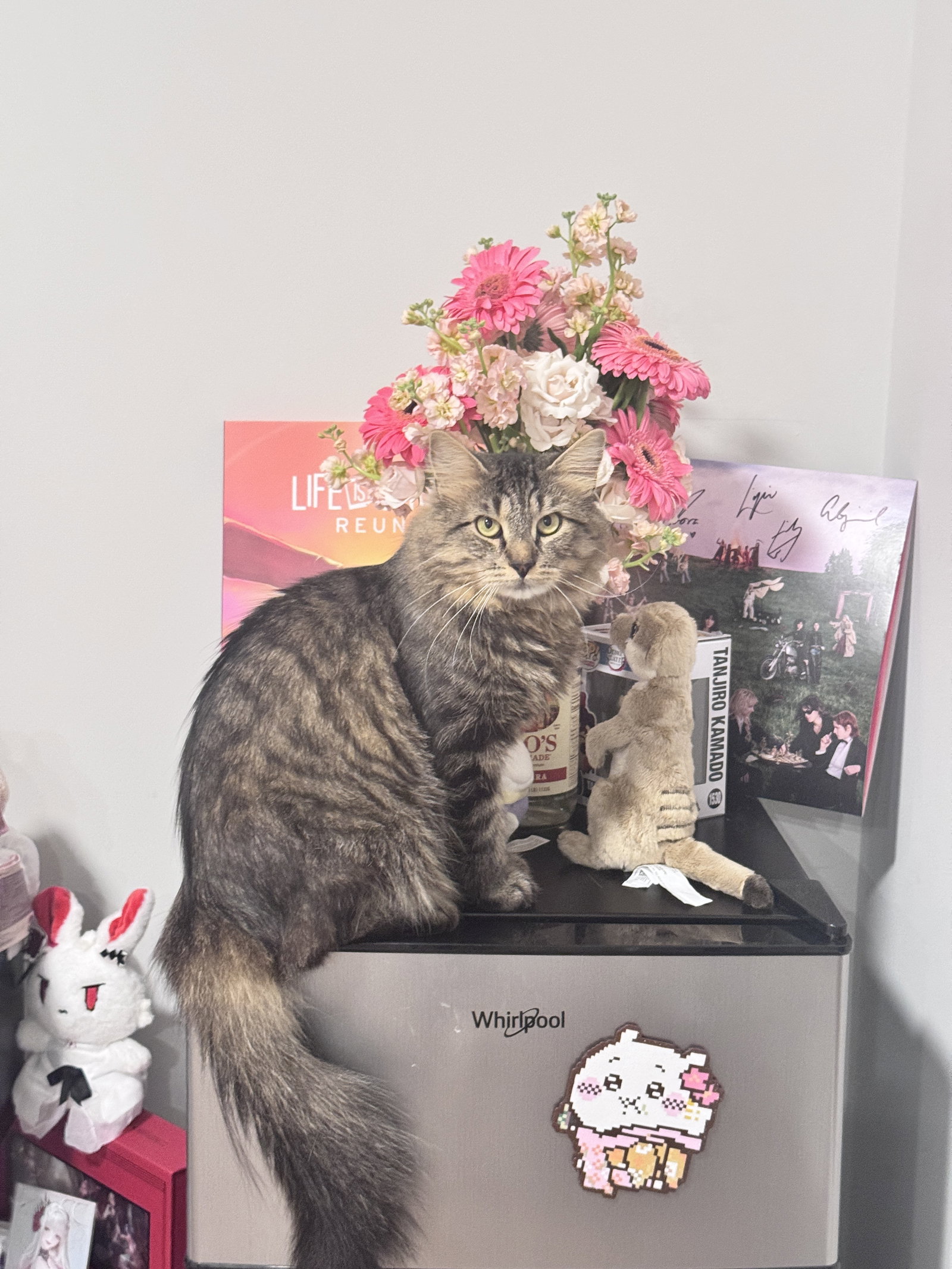 Puck, Domestic Medium Hair