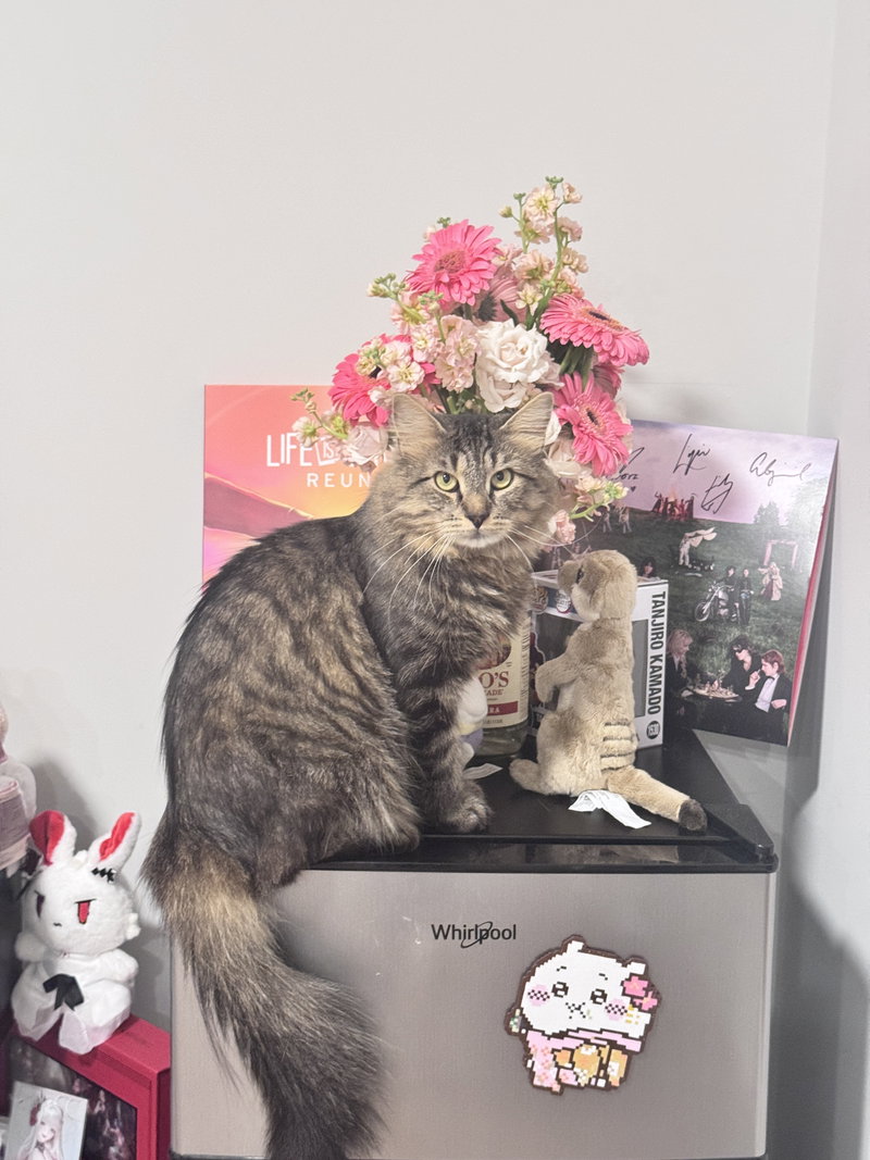 Puck, a young male cat up for adoption