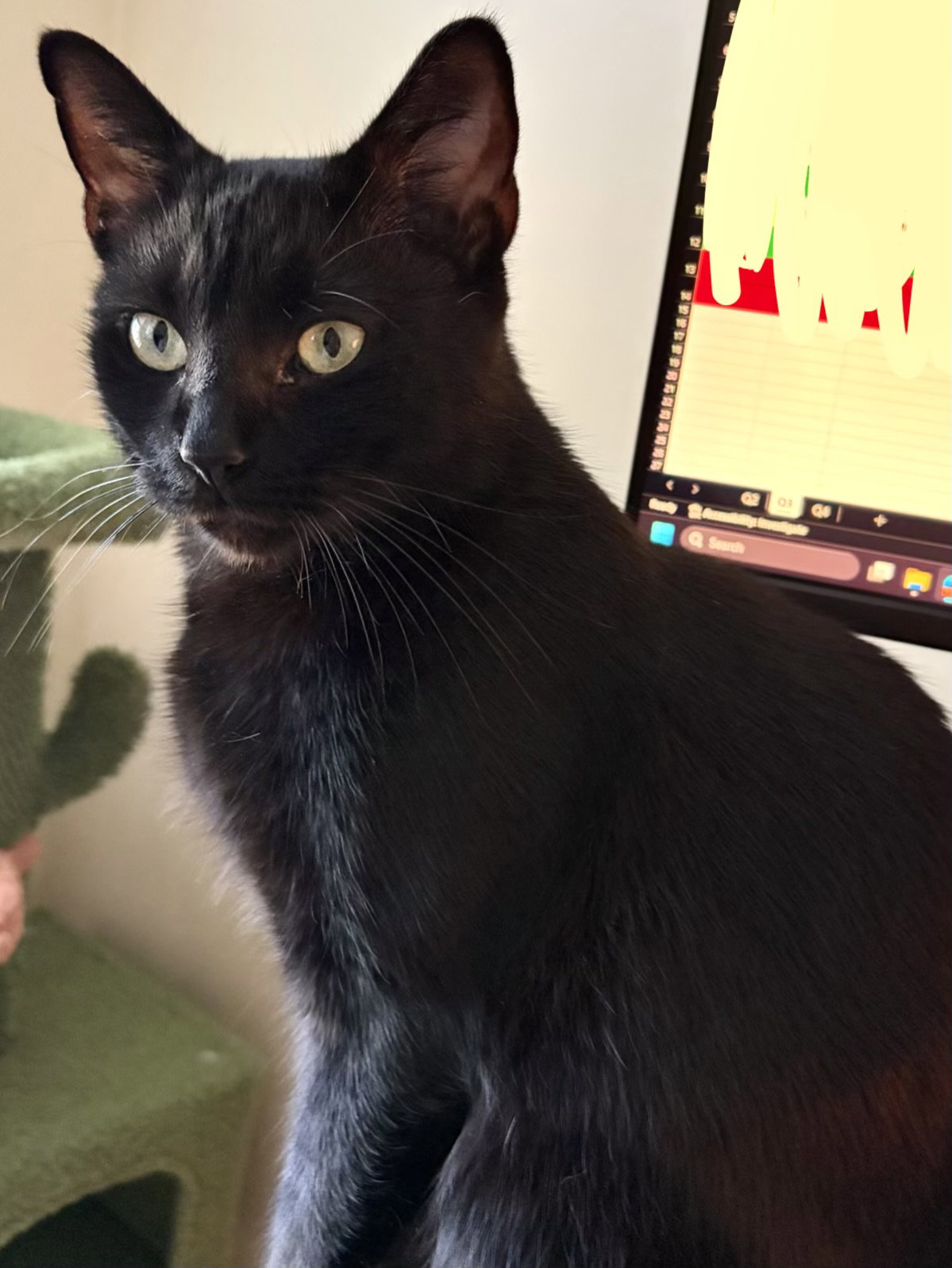 Jade, Domestic Short Hair