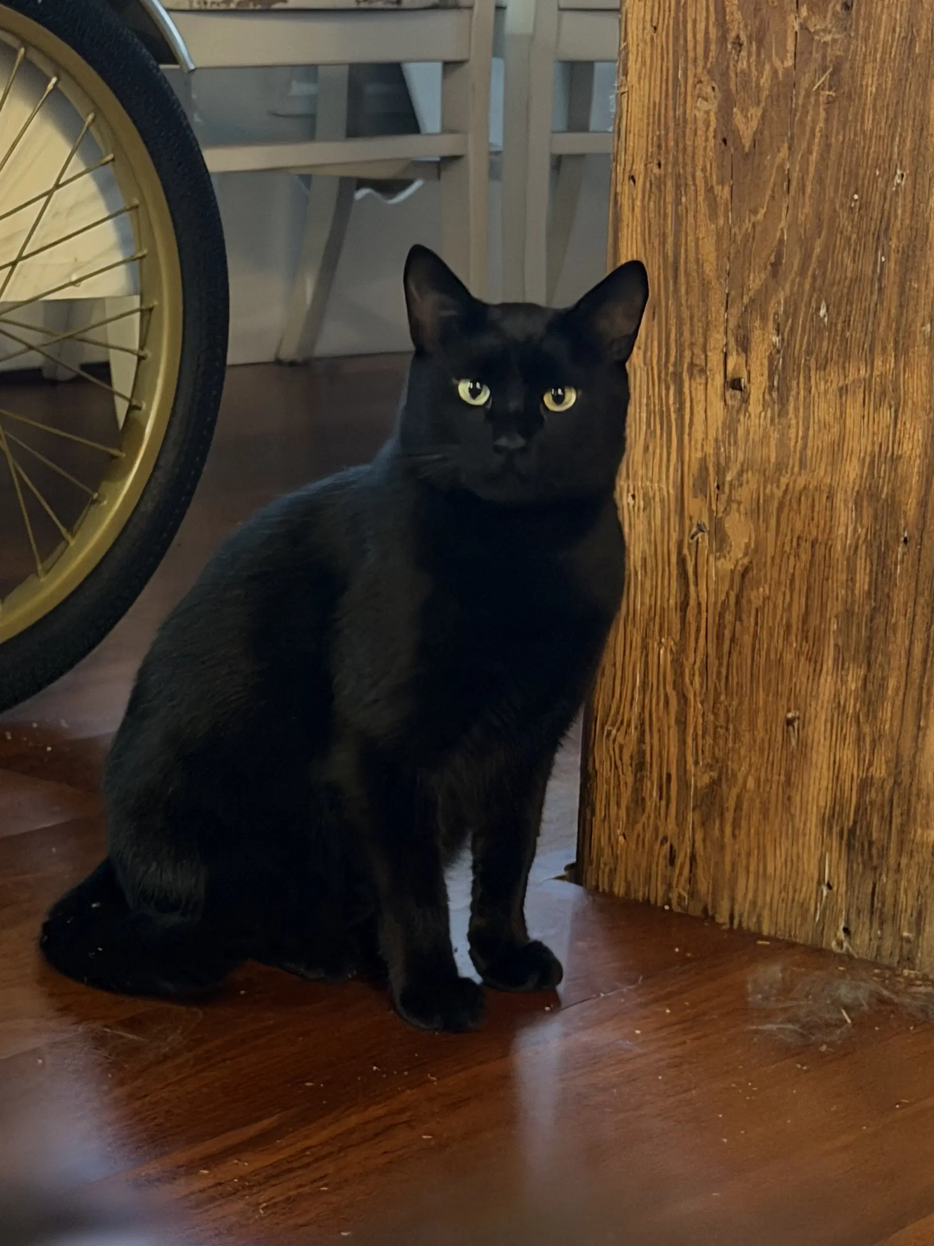 Johnny - Domestic Short Hair