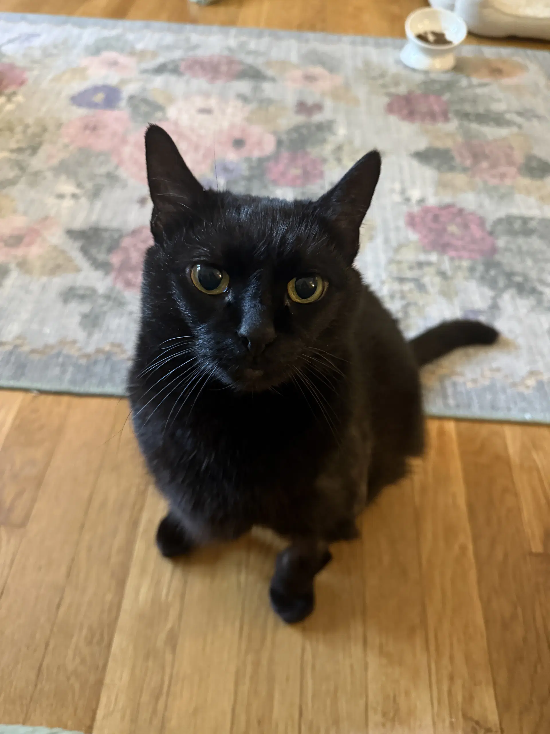 Sake - Domestic Short Hair