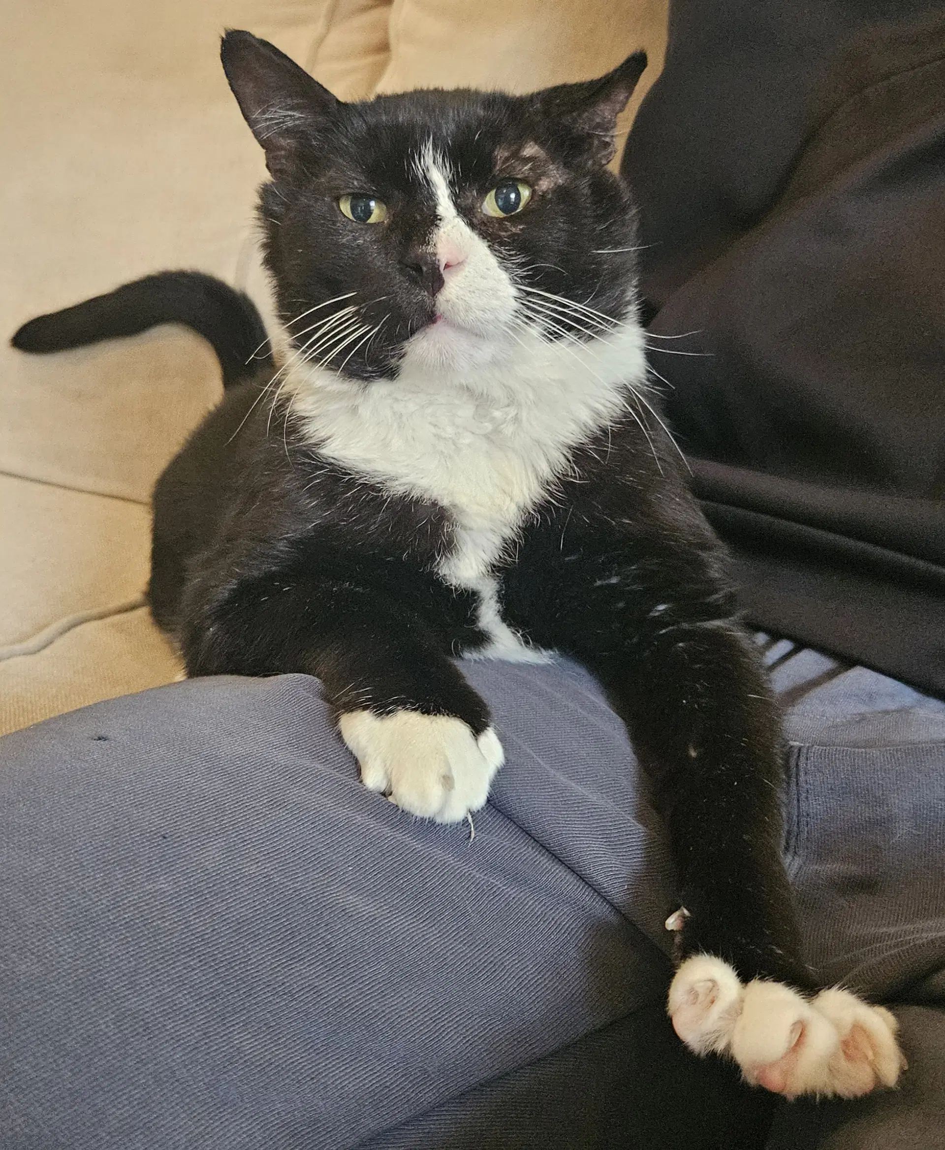 Frankie - Domestic Short Hair