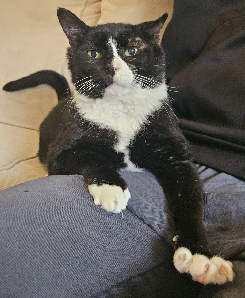 Frankie, a senior male cat up for adoption