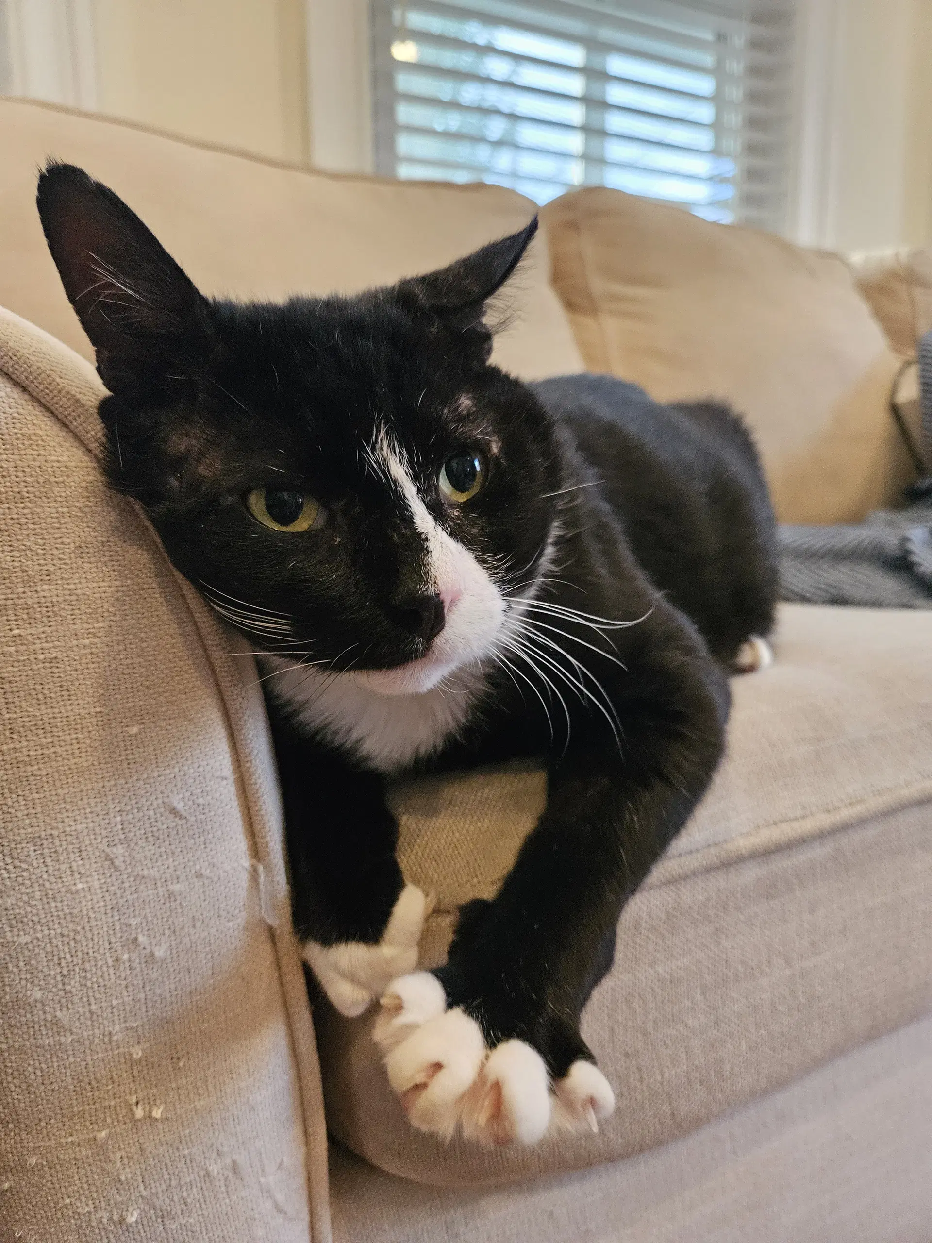 Frankie image 3