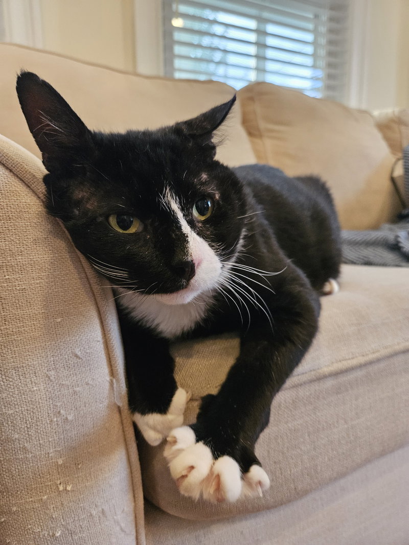Frankie, photo 3
