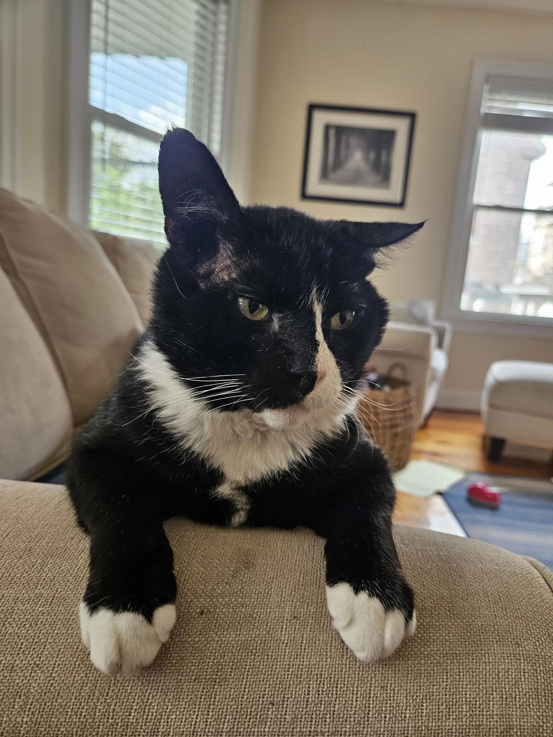 Frankie image 4