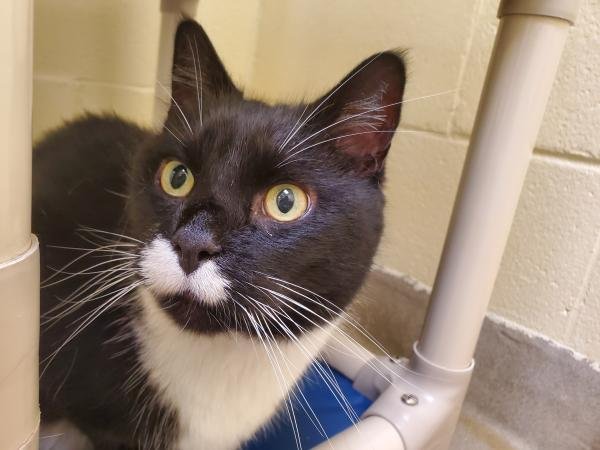 adoptable Cat in Millersville, MD named Dexter