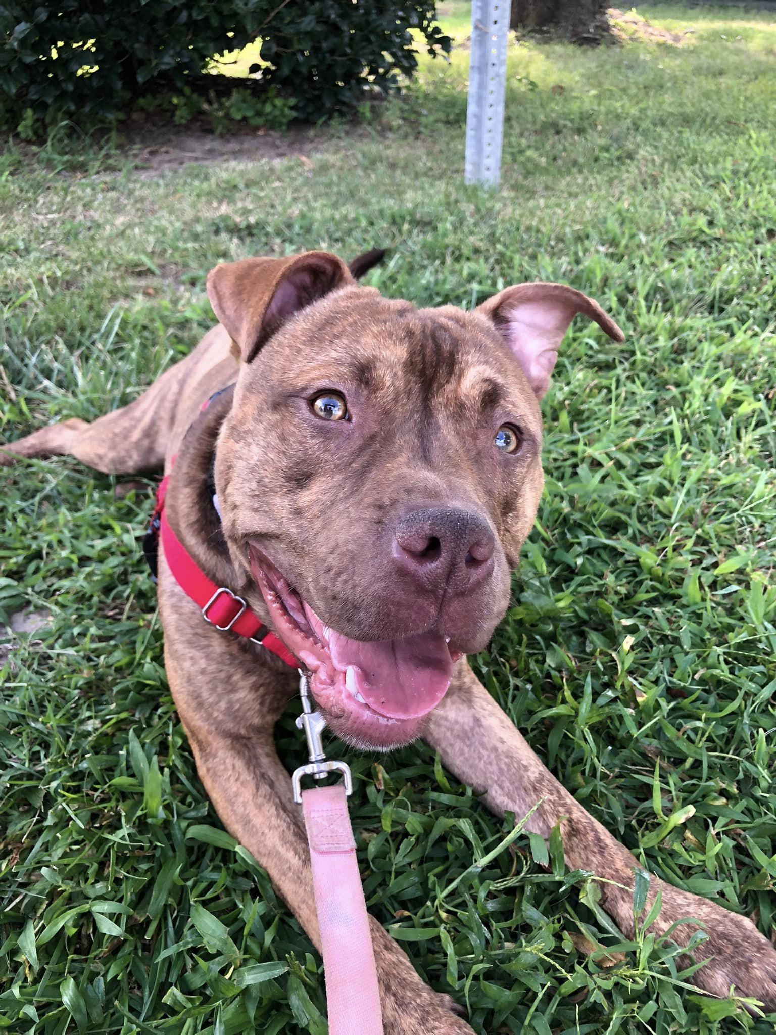 dog-for-adoption-jumanji-a-pit-bull-terrier-in-brooklyn-park-md