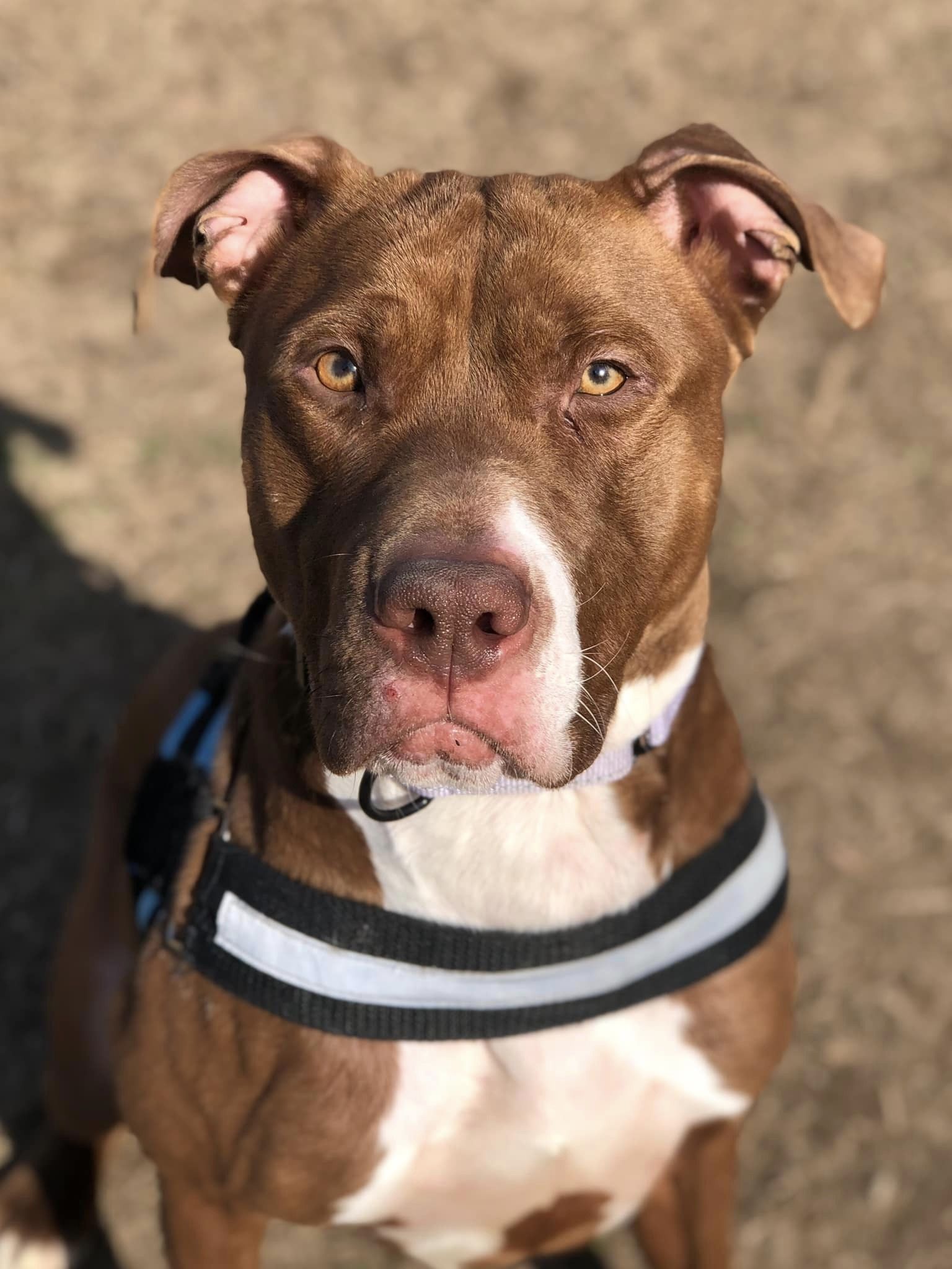 Dog for Adoption Clifford, a Pit Bull Terrier in Caroline County, MD