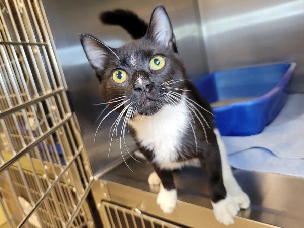 Cats For Adoption In City Of Falls Church, Virginia | Alpha Paw