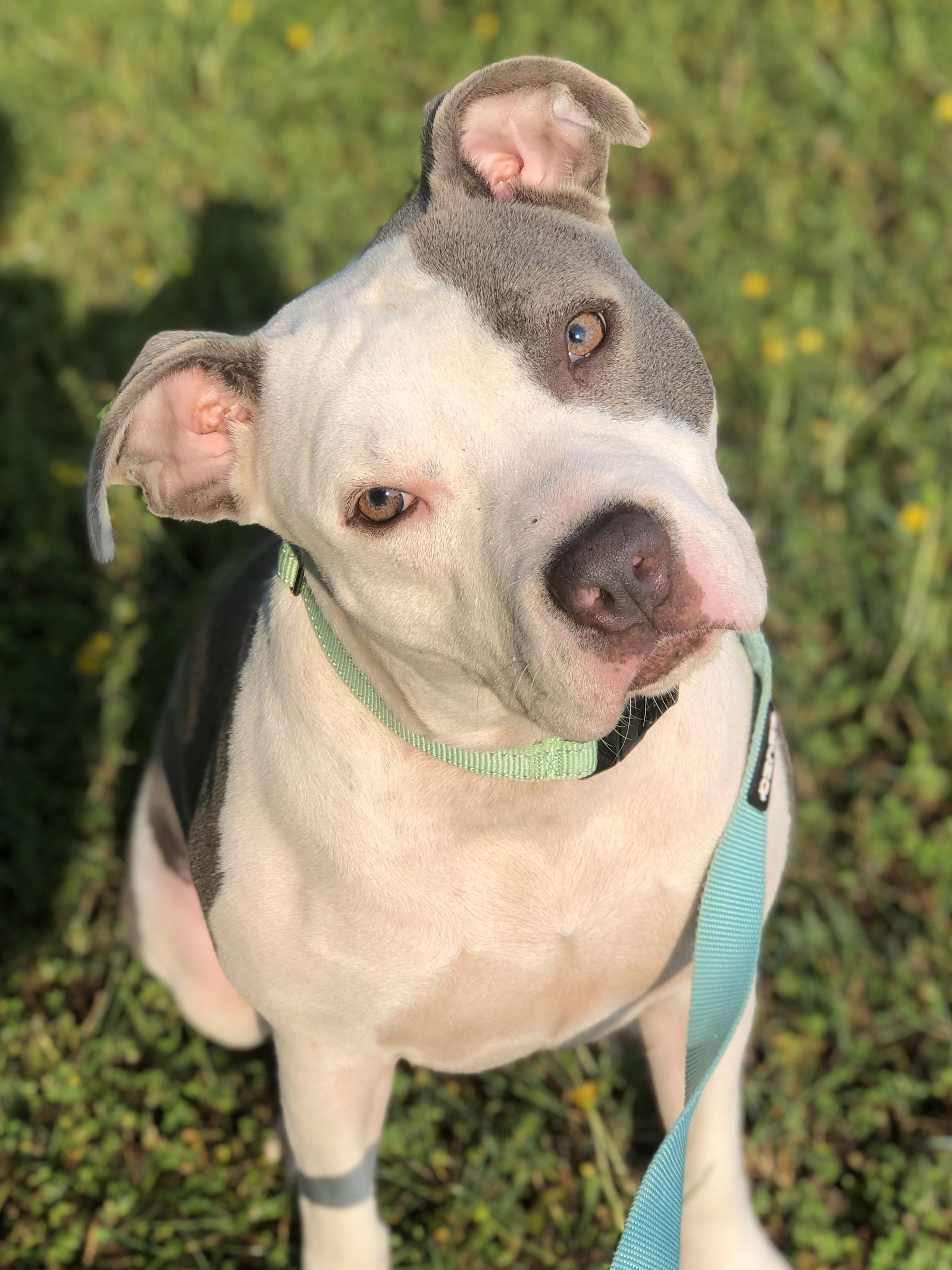 Dog for Adoption Olive, a Pit Bull Terrier in Arlington, VA Alpha Paw