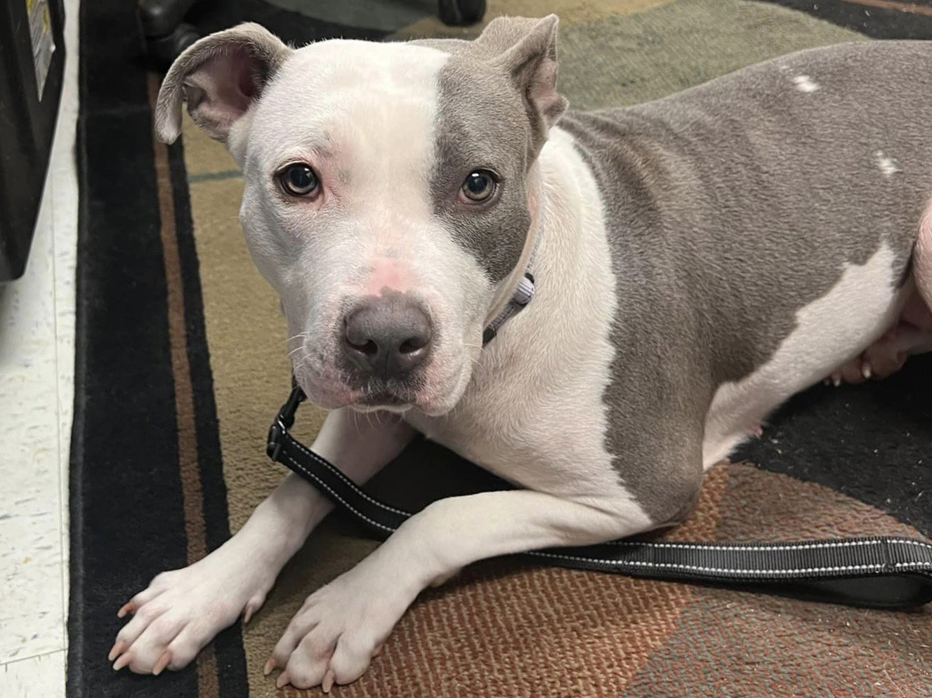 Dog for Adoption Olive, a Pit Bull Terrier in Arlington, VA Alpha Paw