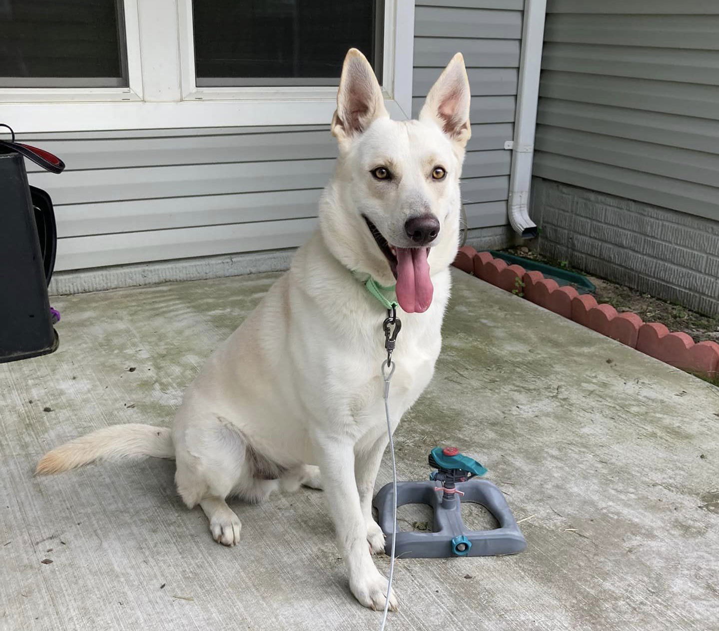 Dog for Adoption - Zeus, a German Shepherd Dog in Catonsville, MD ...