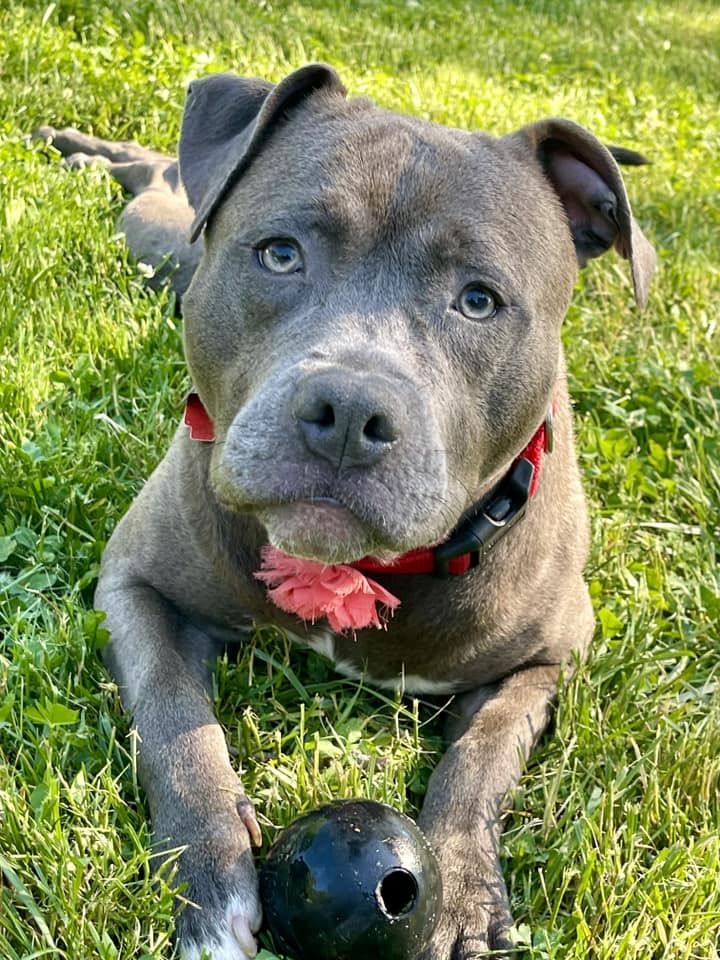 Dog For Adoption - Camo, A Pit Bull Terrier In Tysons Corner, Va 