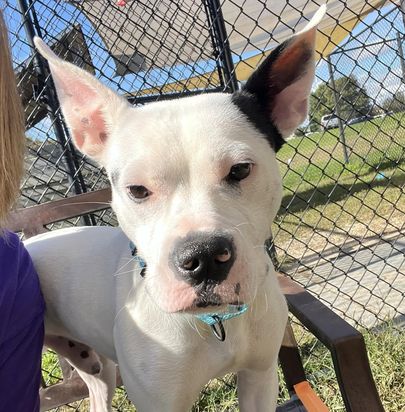 Dog adoption in Millersville, MD 21108 American Pit Bull Terrier
