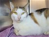 adoptable Cat in millersville, MD named Narnia