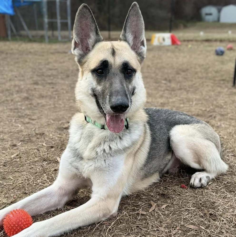 Dog for Adoption Sheppy, a German Shepherd Dog in Fairfax County, VA