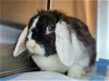 adoptable Rabbit in millersville, MD named Oreo