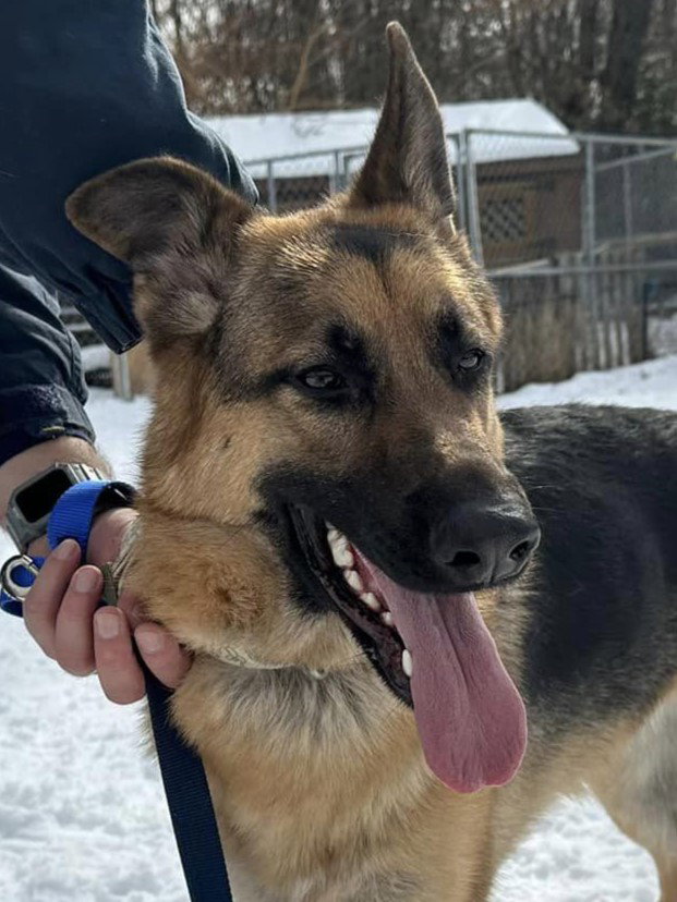 Dog for Adoption - Summer, a German Shepherd Dog in Butchers Hill, MD ...