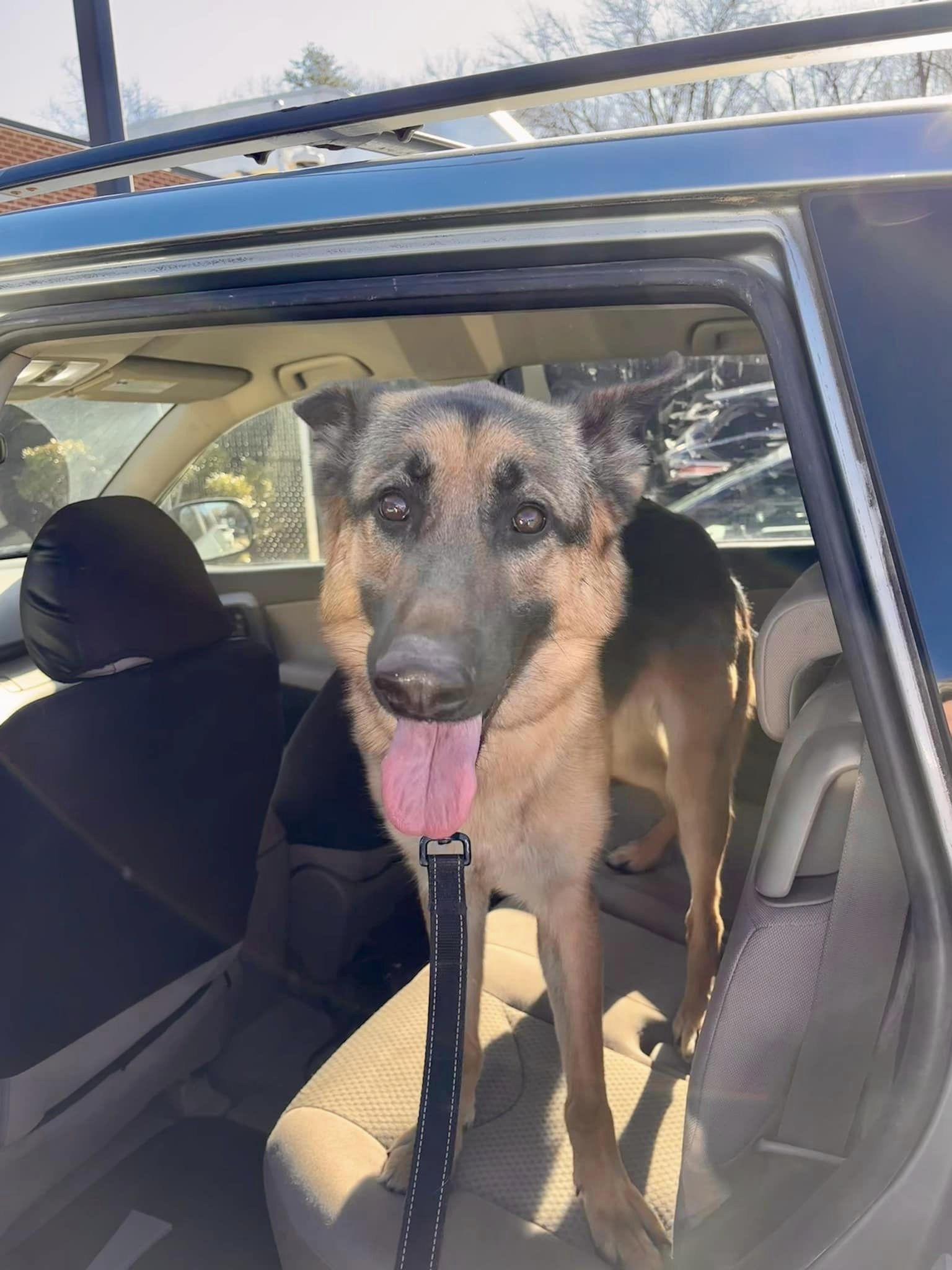 Dog for Adoption - Summer, a German Shepherd Dog in Butchers Hill, MD ...