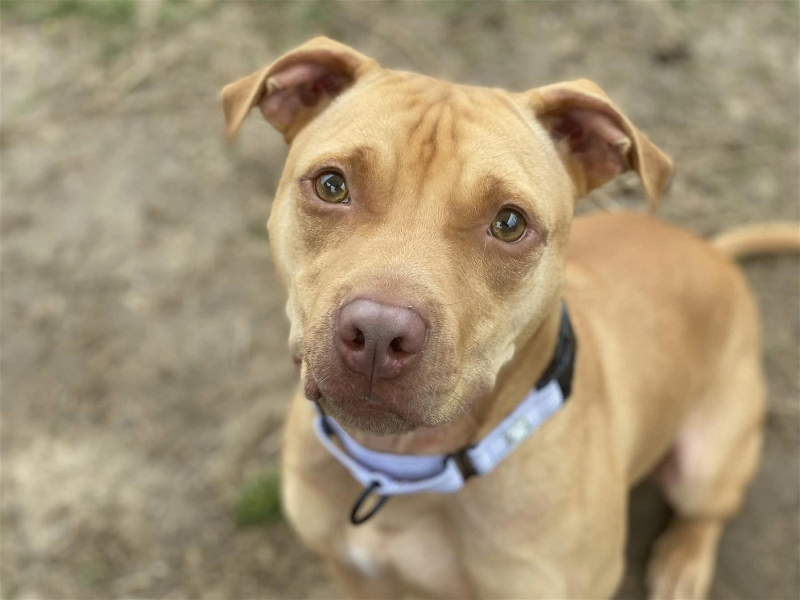 adoptable Dog in Millersville, MD named Tango