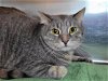 adoptable Cat in millersville, MD named Fallon