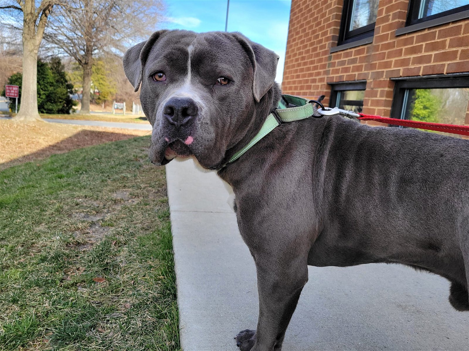 adoptable Dog in Millersville, MD named Blue