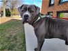 adoptable Dog in r, MI named Blue