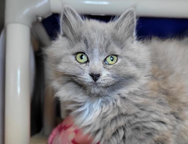 adoptable Cat in Millersville, MD named Floofs